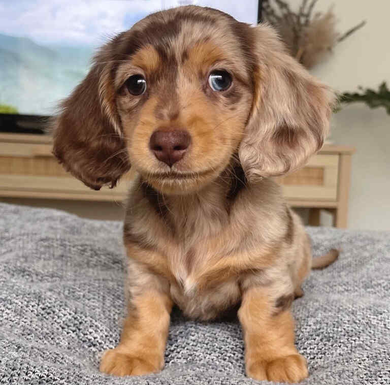 Long Hair Mini Dachshund Breeders All Dachshund