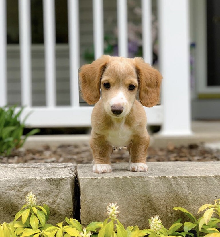 Long haired dachshund puppies for sale | All Dachshund