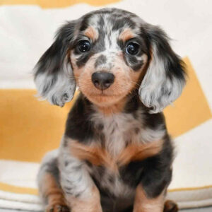 Mini Dapple Dachshund Puppies