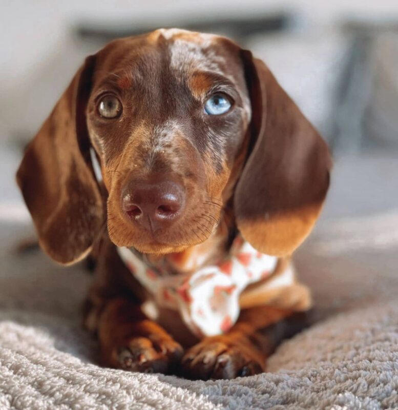 blue-eyed-dachshund-for-sale-all-dachshund