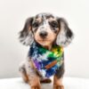 Dapple Mini Dachshund Puppies