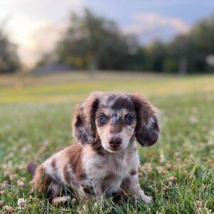 Dapple Dachshund Puppy