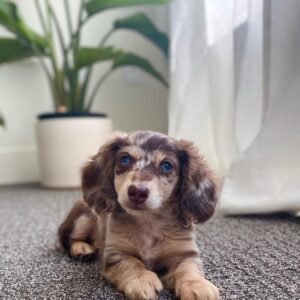 Dapple Dachshund Puppy