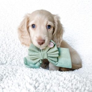 Cream Miniature Dachshund