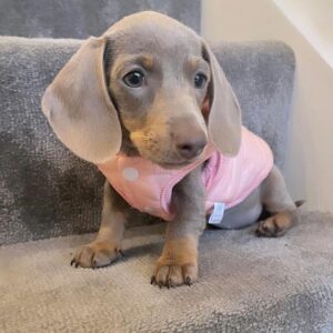 Blue Dachshund