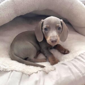 Blue Dachshund