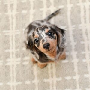 Dapple Mini Dachshund Puppies