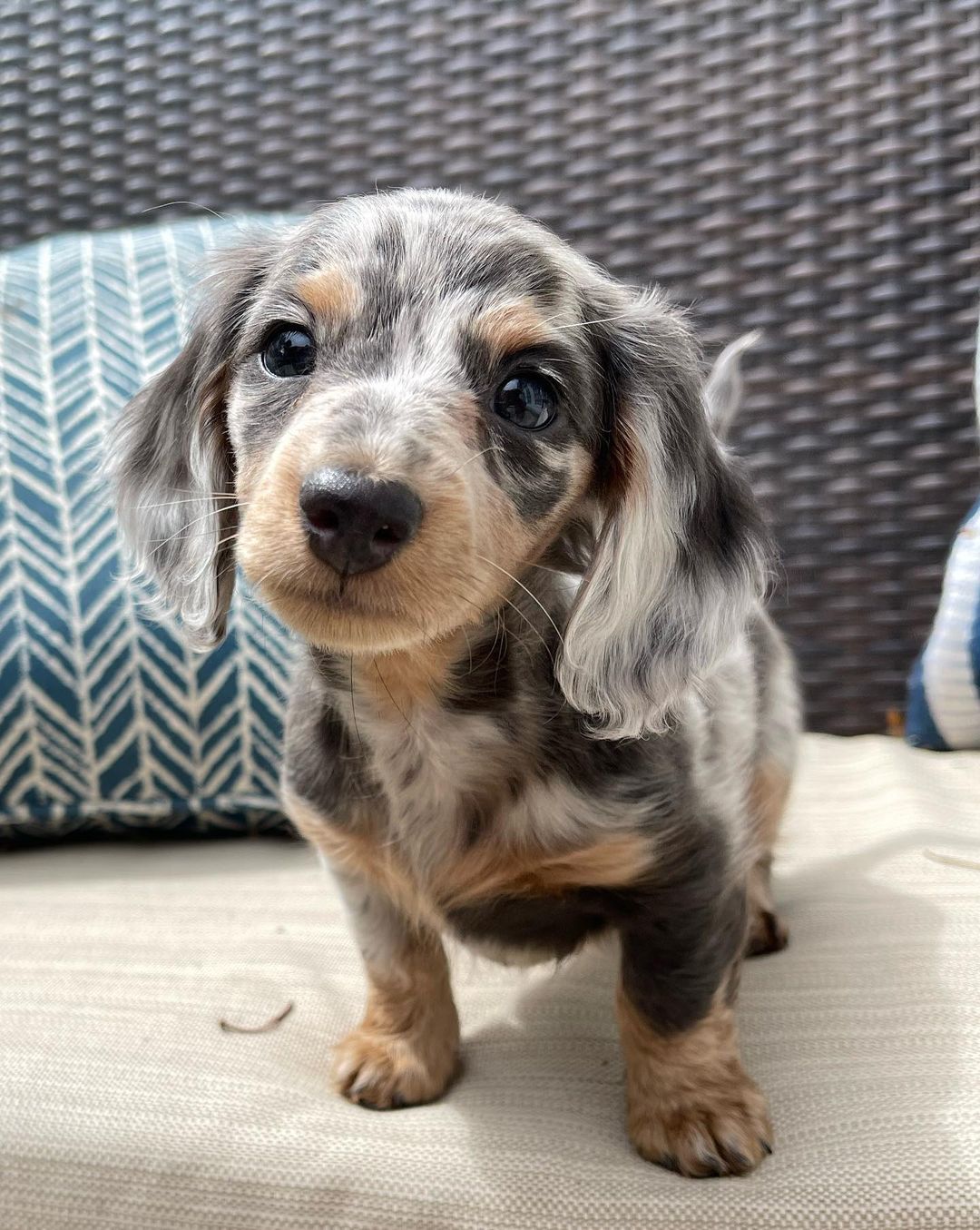 Dapple Mini Dachshund Puppies All Dachshund