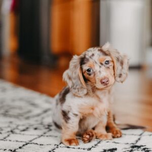 long haired dapple dachshund