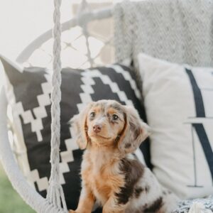 long haired dapple dachshund