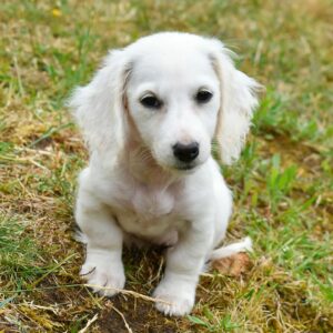 Mini Dachshund Cream For Sale