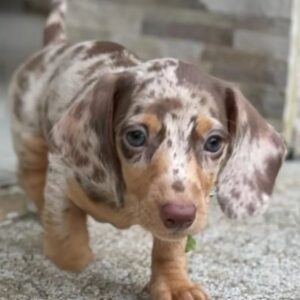 red dapple dachshund