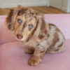 Mini Dachshund Blue Eyes