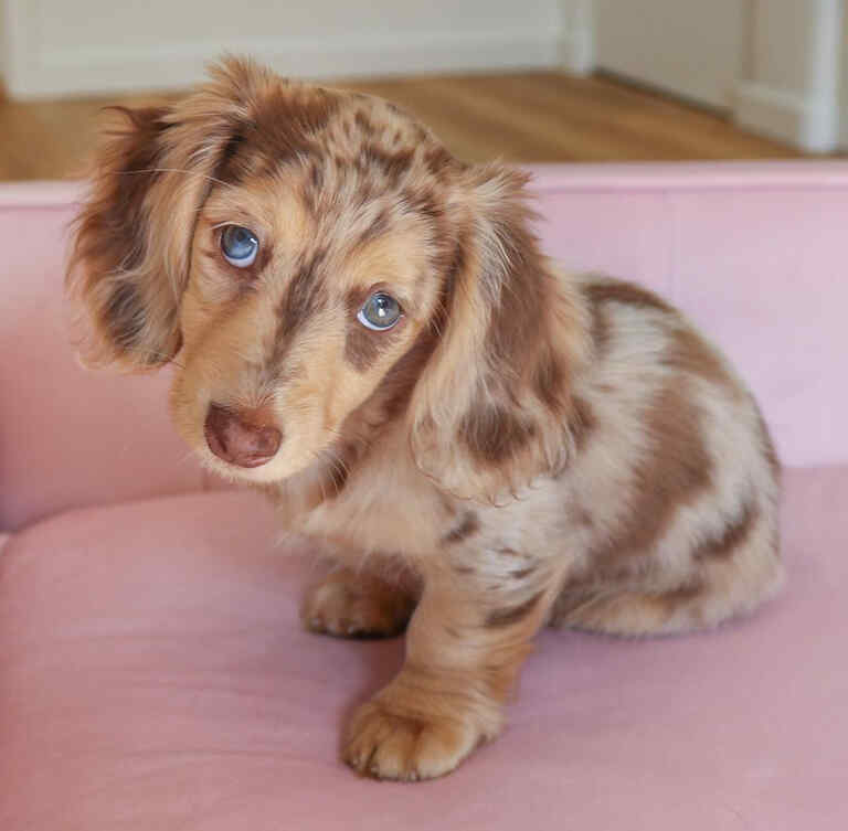 can a piebald dachshund have blue eyes