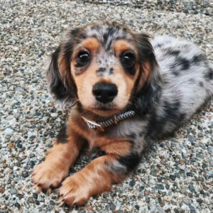 Long Haired Mini Dachshund Dapple