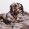 Miniature Dapple Dachshund breeders