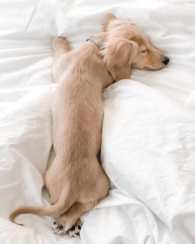 English Cream Dachshunds All Dachshund
