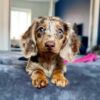 Miniature Dapple Dachshund