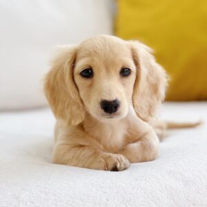 cream mini dachshund