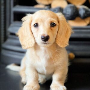 cream mini dachshund