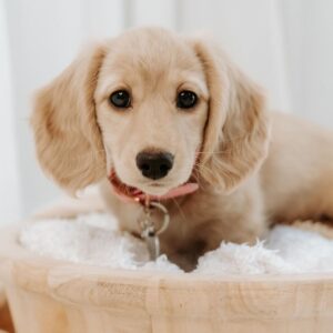 Blonde Long Haired Dachshund