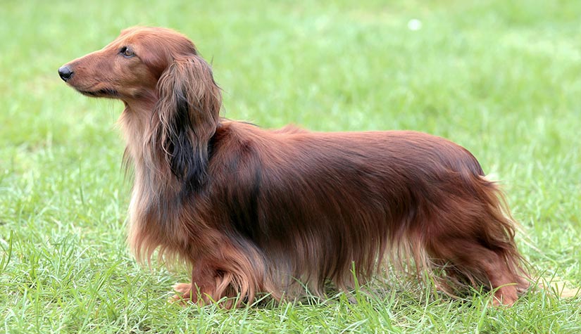Long Haired Dachshund | All Dachshund