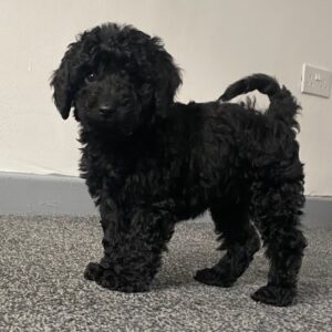 Black Cockapoo