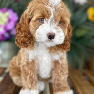 Cockapoo For Sale