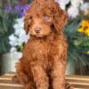 Cockapoo For Sale