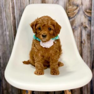 Cavapoo For Sale