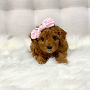 Cavapoo For Sale