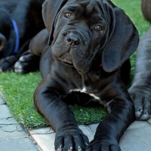 Cane Corso For Sale