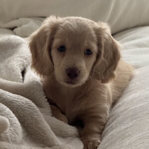 Mini Cream Dachshund Puppies for Sale
