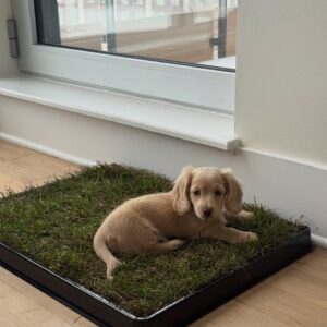 Mini Cream Dachshund Puppies for Sale