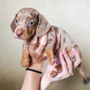 Mini Dachshund Puppies for Sale Near Me