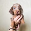 Mini Dachshund Puppies for Sale Near Me