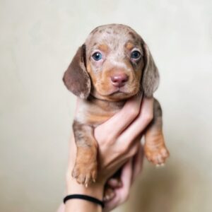 Mini Dachshund Puppies for Sale Near Me