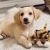 long haired blonde dachshund