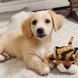 long haired blonde dachshund